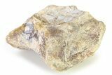 Fossil Ornithischian Dinosaur Partial Vertebra - Montana #316429-1